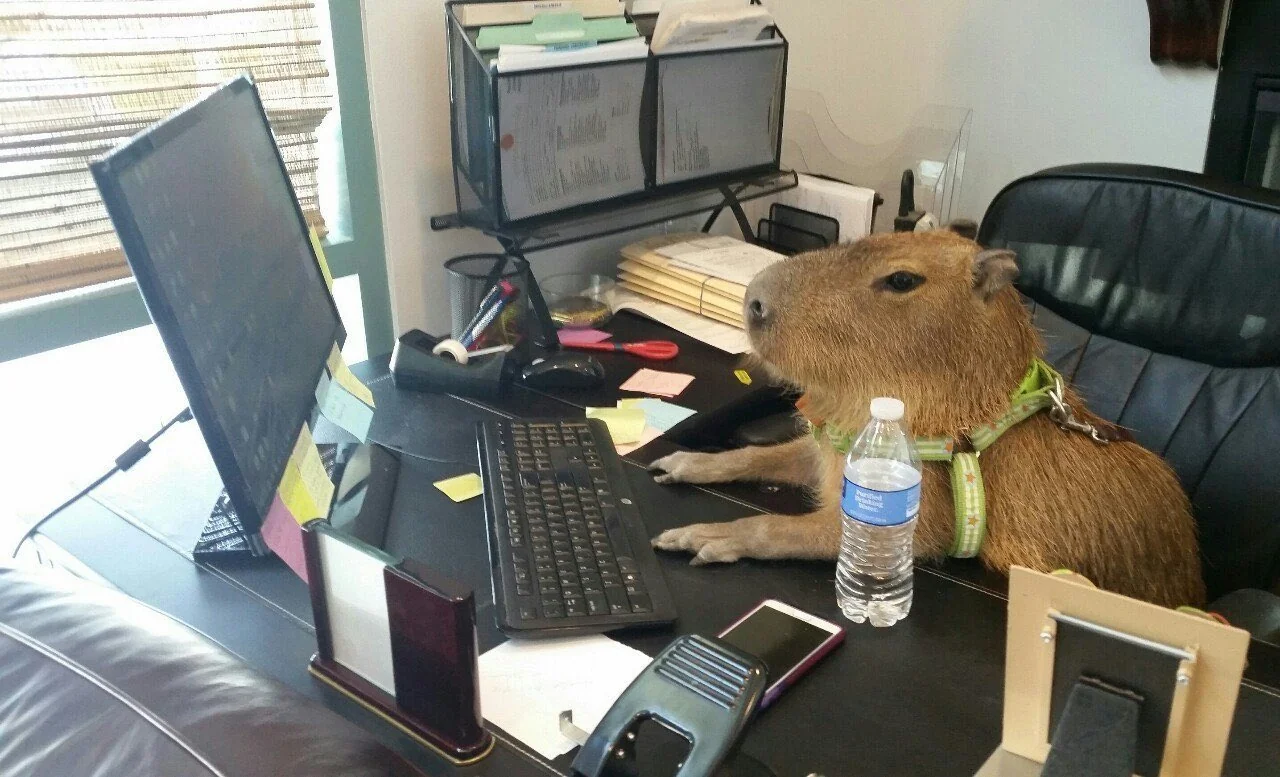 A capybara sitting at a desk with a computer